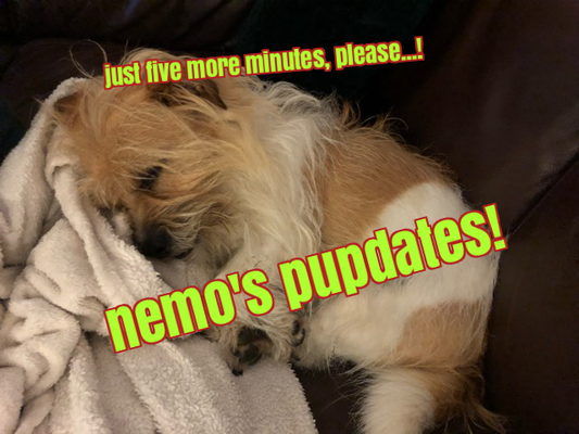 Nemo's Pupdates: the calm before the storm!