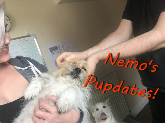 Nemo's Pupdates!